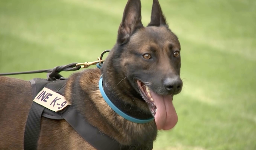 Imagen de unos de los elementos del cuerpo canino del INE