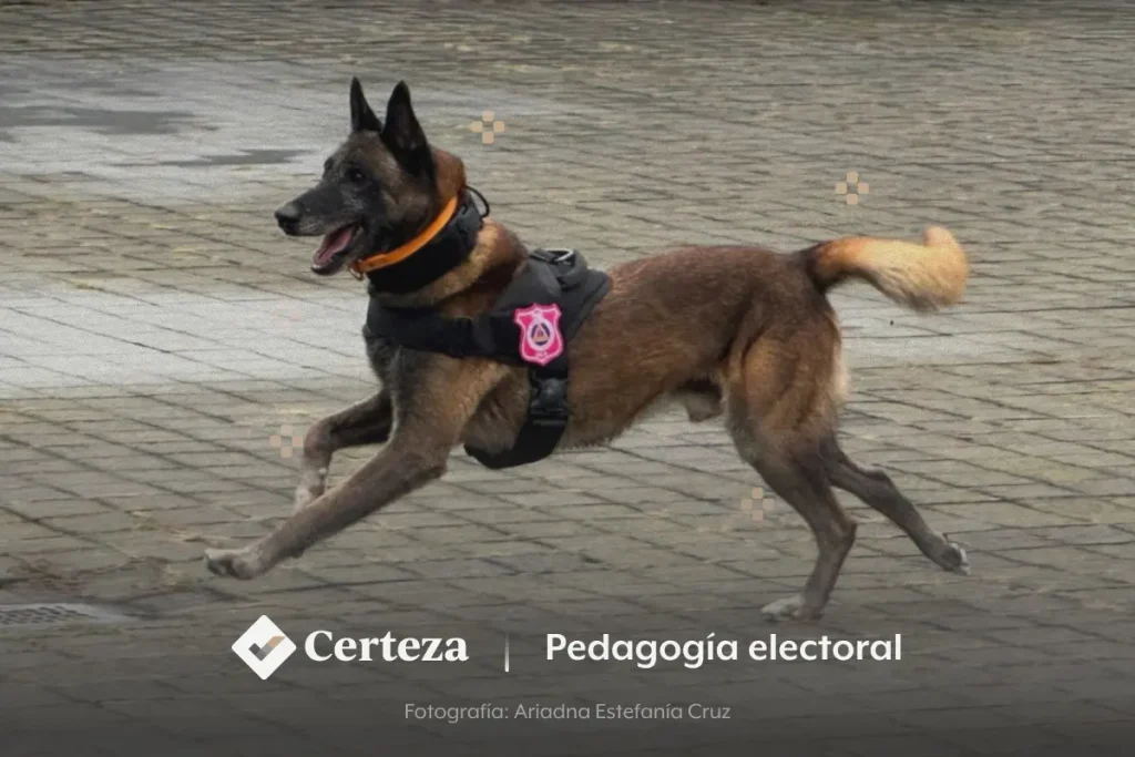 Unidad Canina del INE: cinco integrantes de cuatro patas